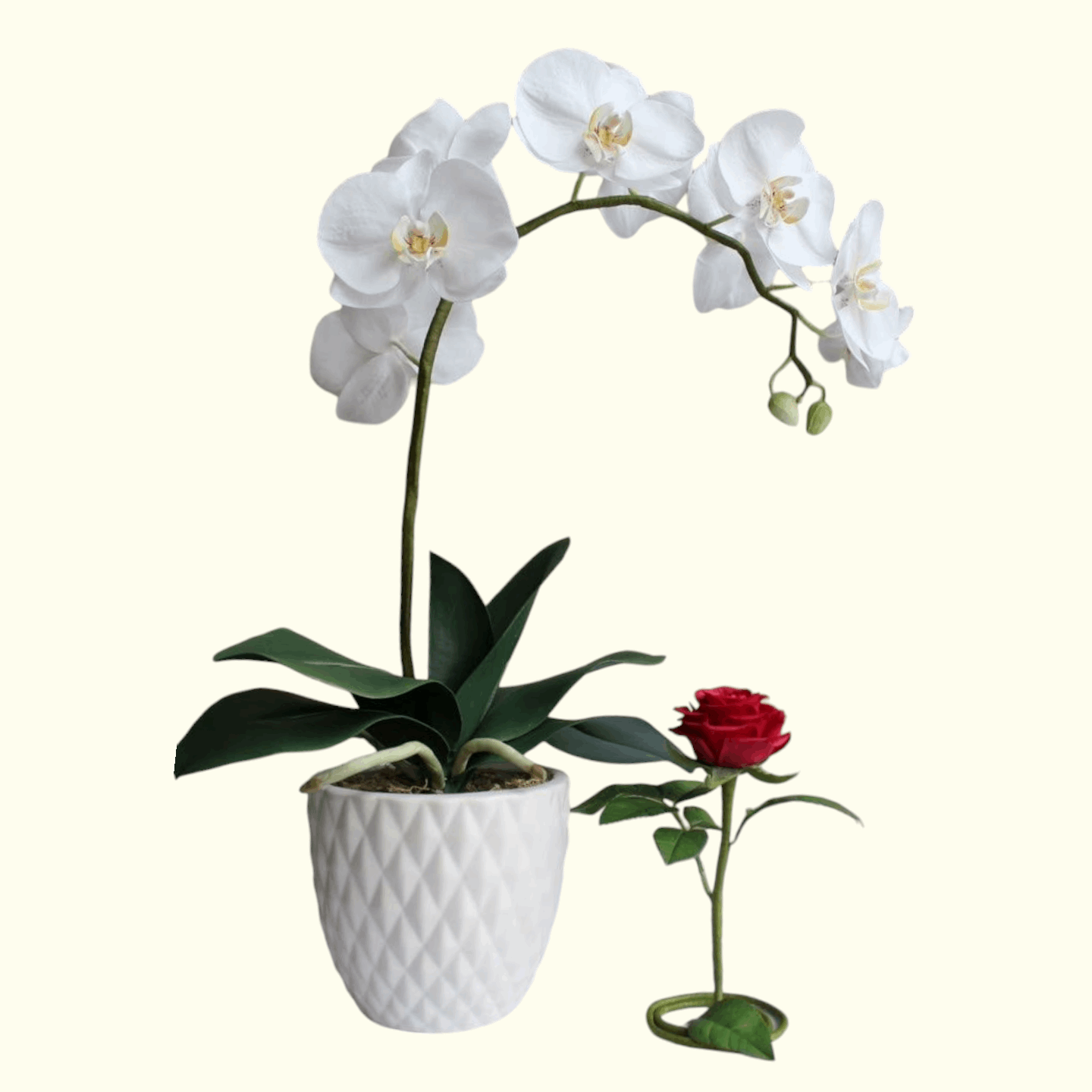 Single White Orchid plant dubai, uae 
