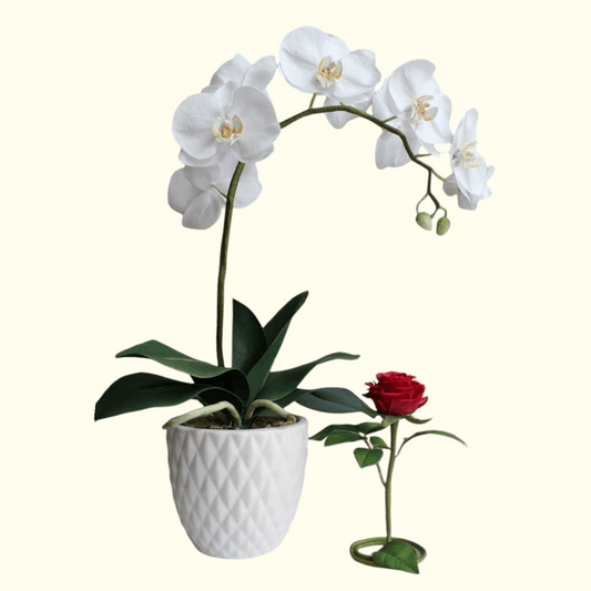 Single White Orchid plant dubai, uae 