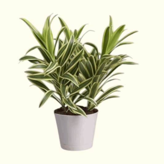 Office Plant Dubai, UAE
