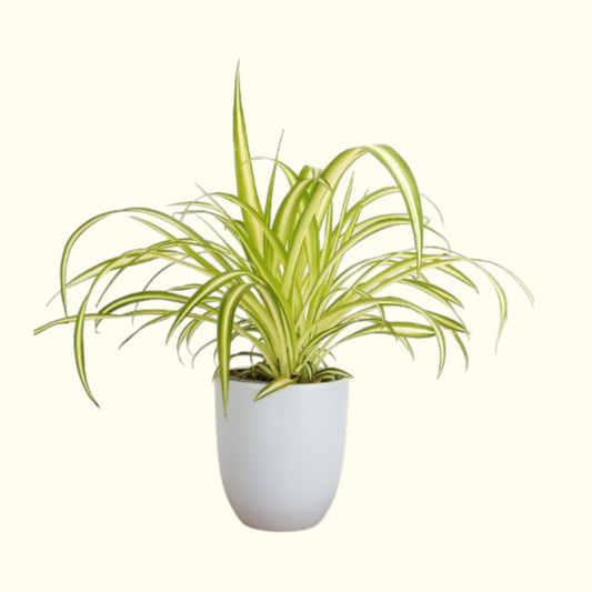 Spider Plant