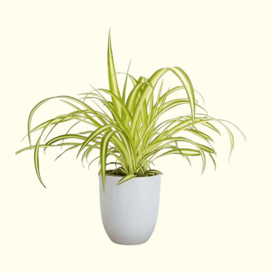 Spider Plant Dubai, UAE