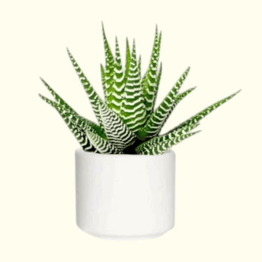 Zebra plant