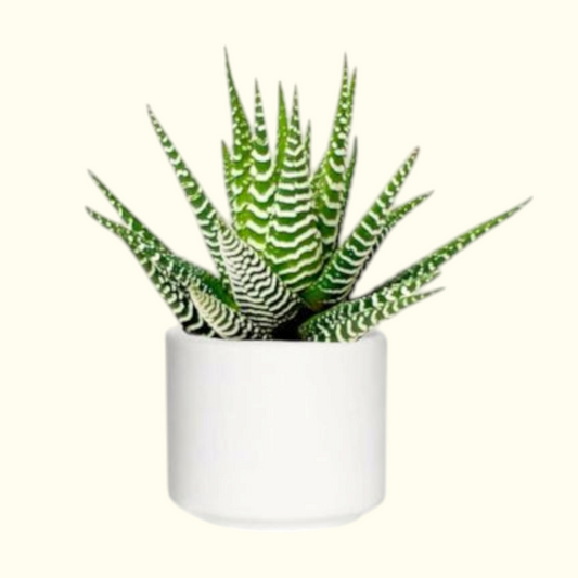 Zebra plant