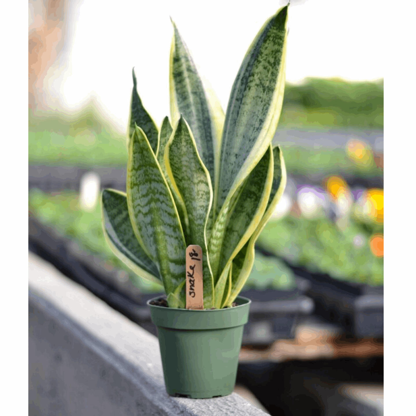 snake plant online in dubai, UAE