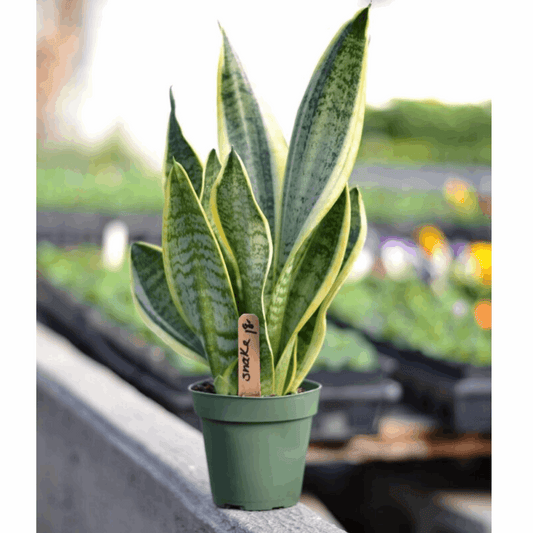 snake plant